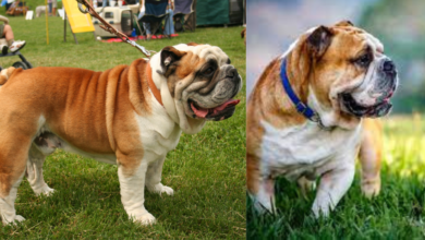 bulldogge